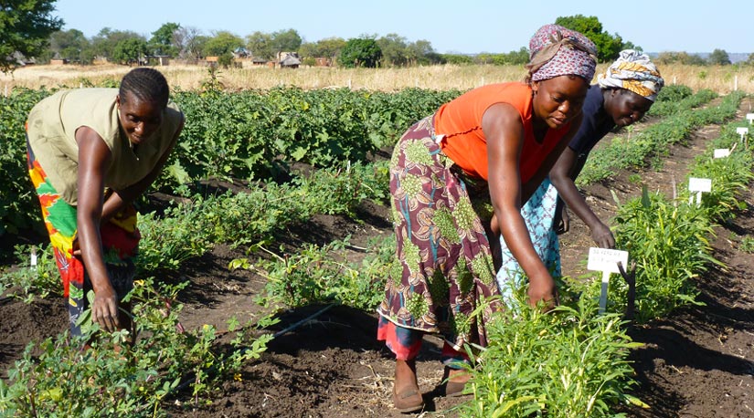 Farmers with the Nsongwe Women’s Association in Zambia tend to a field of vegetables, including spiderplant, as part of a Horticulture Innovation Lab project in Zambia, Kenya and Tanzania. (HORTICULTURE INNOVATION LAB PHOTO / STEPHEN WELLER, PURDUE UNIVERSITY) Women harvesting leafy vegetables in a farm field.