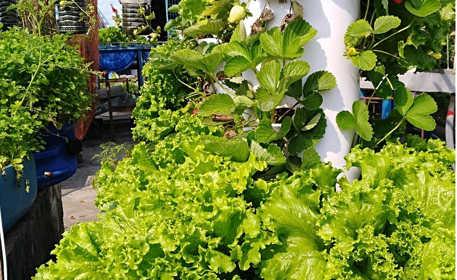 urban rooftop farm