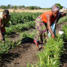 Women harvesting leafy vegetables in a farm field.