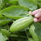 Hand picking a gourd