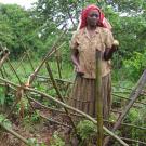 Ugandan farmer holds a tomato in a tomato patch, next to her a sign that reads "organic tomato growing demonstration site by eco agric uganda funded by HORTCRSP"