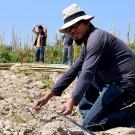 Guatemalan ag technician kneeling, holds drip tape on farmland with tomatoes growing in the background